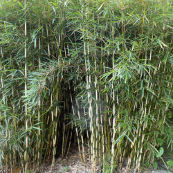 Fargesia robusta Green Panda ø 17 cm - Small bamboo